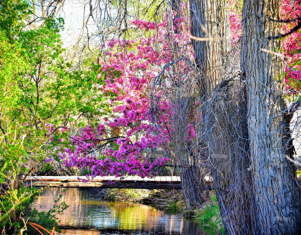 Spring Has Sprung in Saratoga!