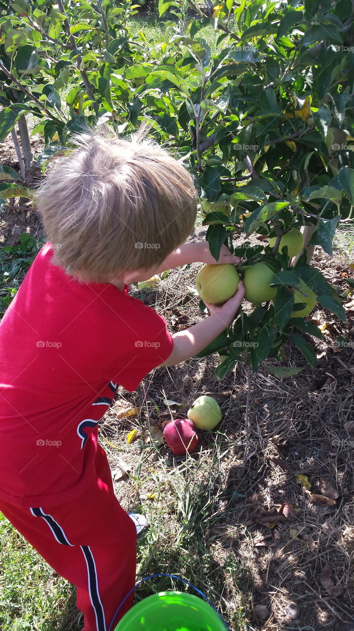 Apple picking time. nothing says fall like picking apples from the orchard