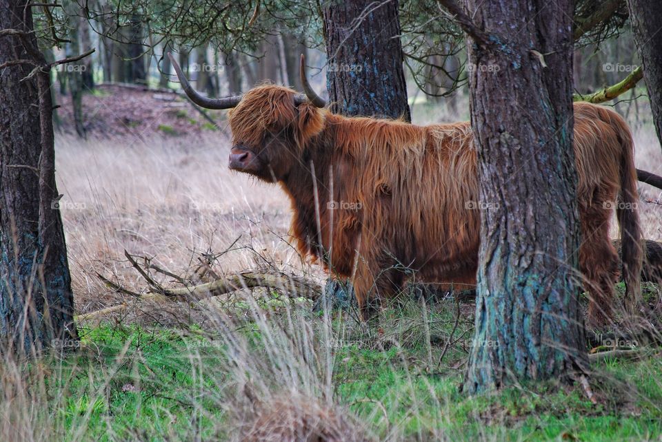 Scottish Highlander