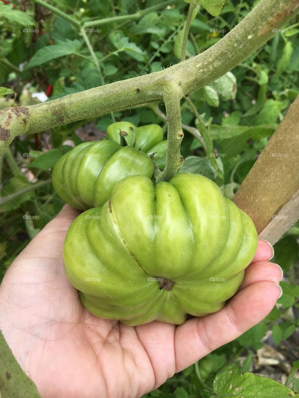 Green heirloom tomato on the vine