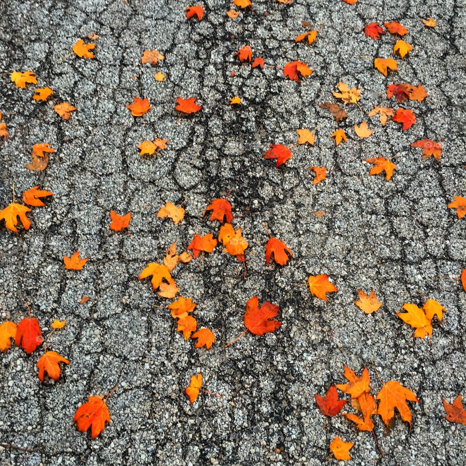 Autumn leaves on road