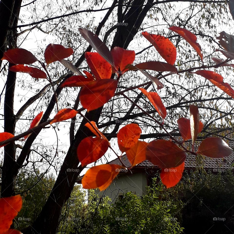 red leaves  of aronia bush  in the autumn garden