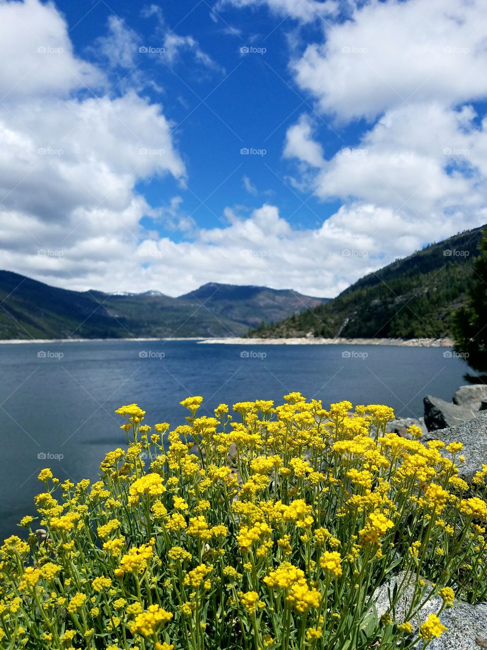 springtime flowers in the Sierras