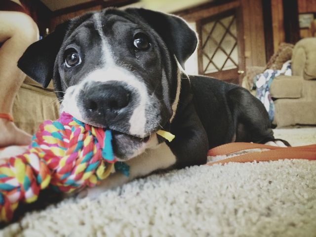 Rocco! 