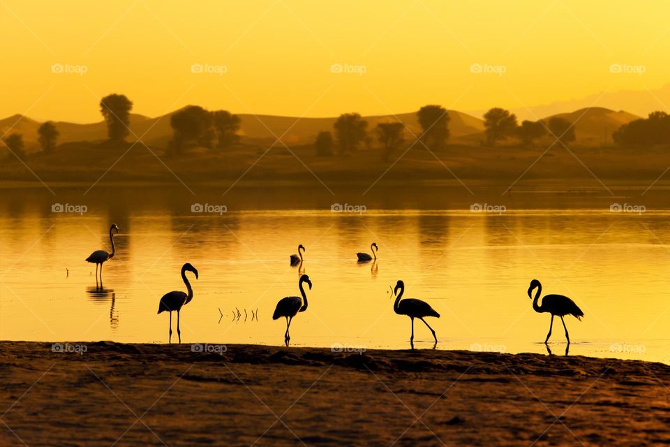 Flamingos by the lake at sunset