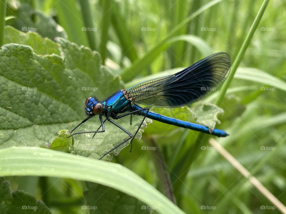 A damsel fly on a leaf