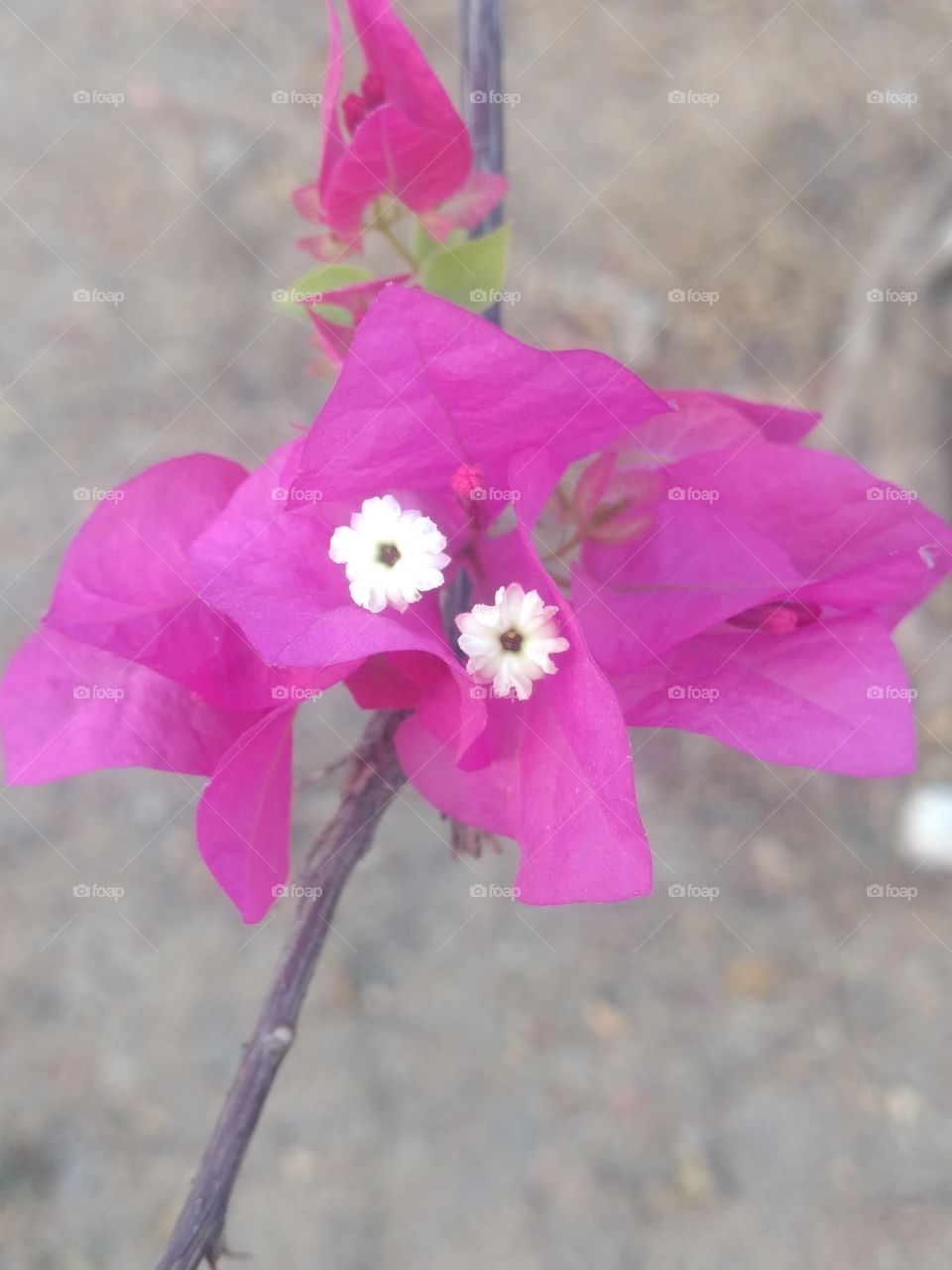 a beautiful flower in my garden