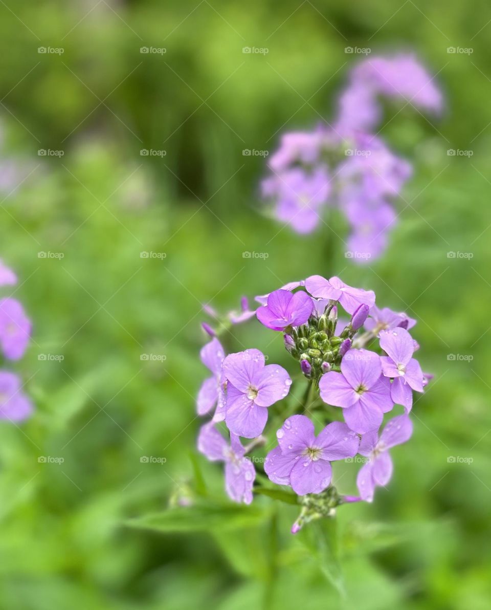 Beautiful spring flower