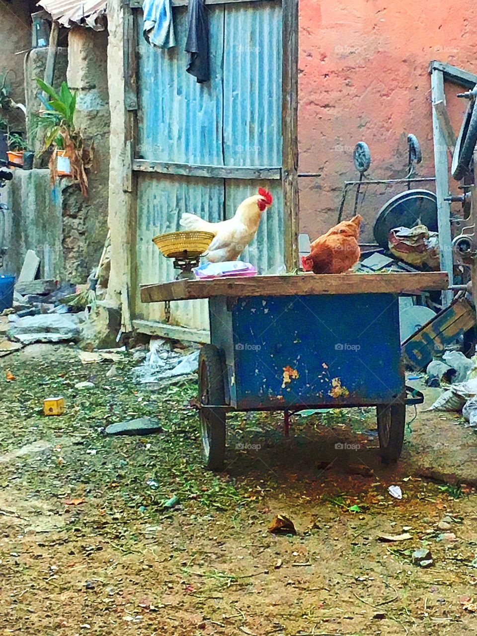 Free range chicken in Marrakesh