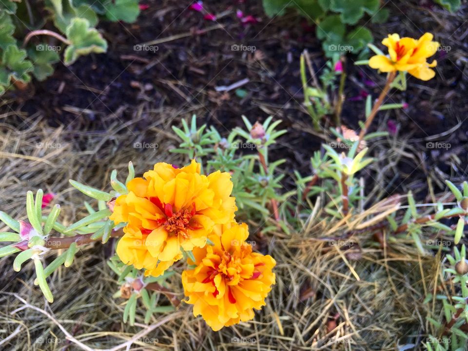 Yellow Blossoms