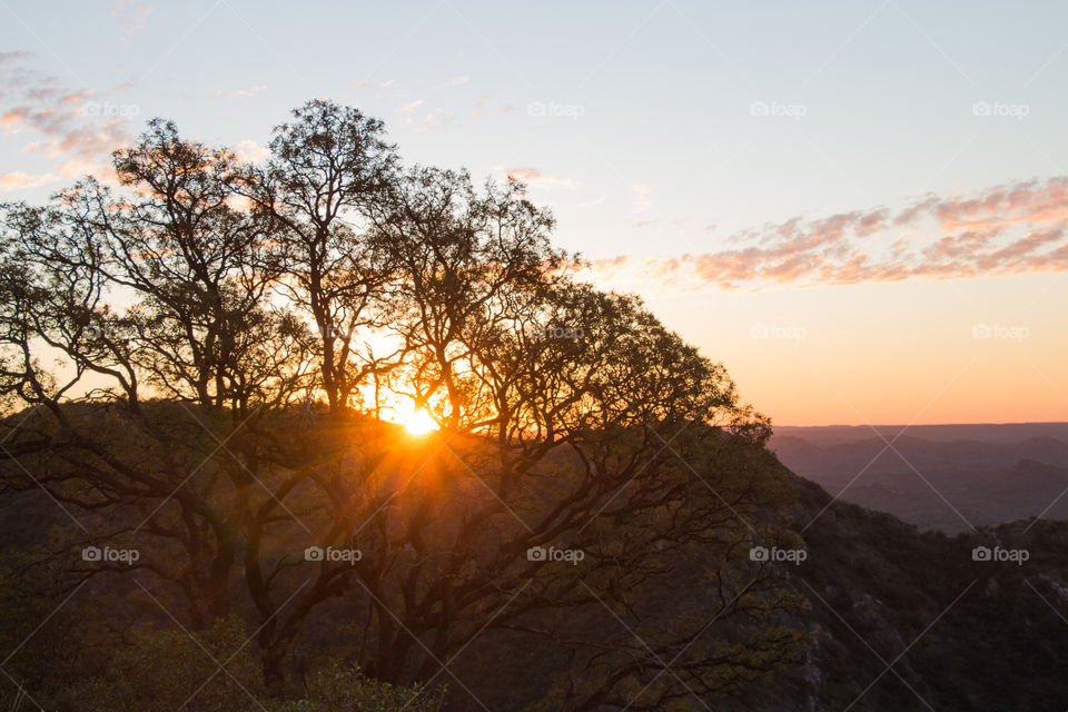 sunrays after tree