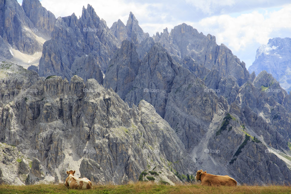 Cows resting in field