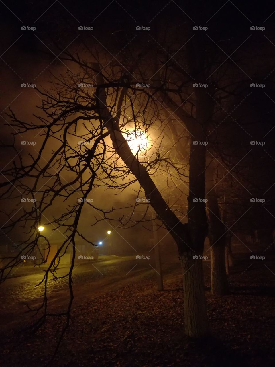 The Tree Of Night