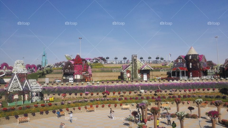 Miracle  garden