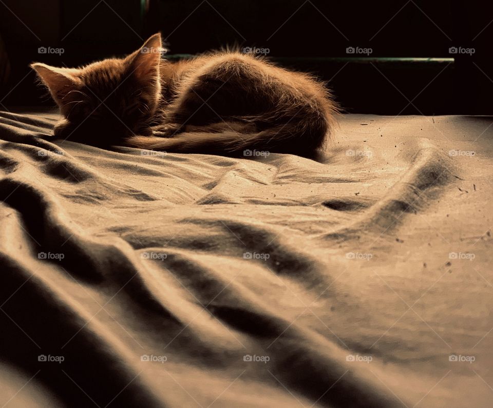 Small kitten curled up sleeping 