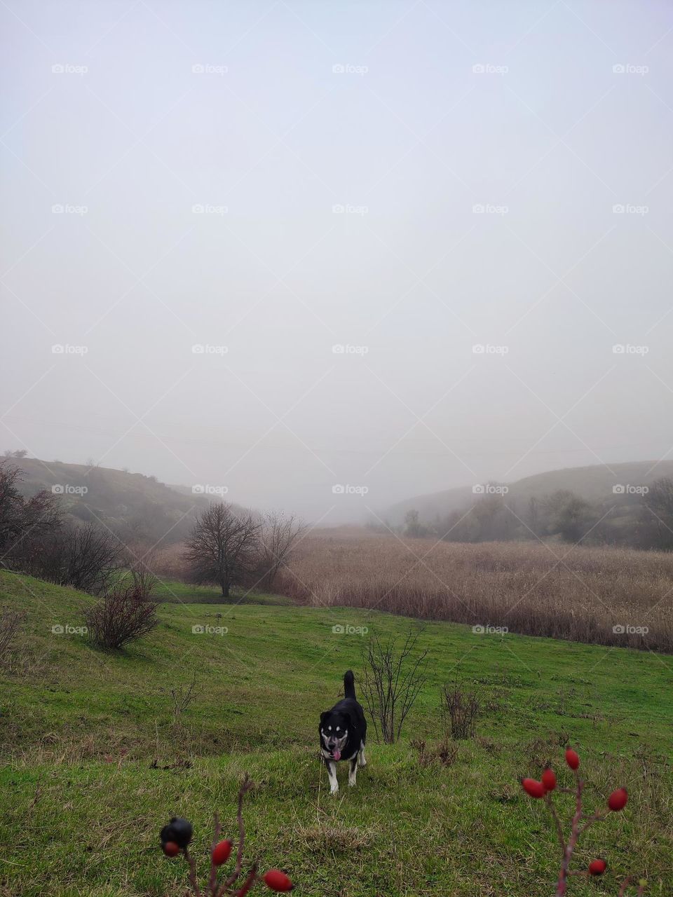 Black white dog runs in the green meadow by the river. Early foggy morning pet walking in countryside. Nature landscape, green grass, foggy hills and gray sky at the background. Happy pet running outdoors. Meadow nature, grass, trees. Rural area