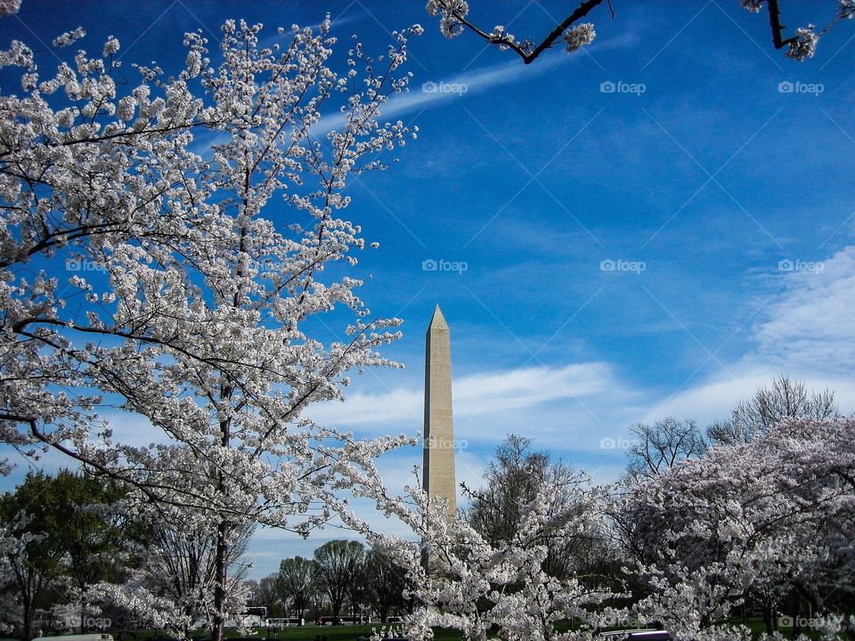 Low angle view of monument in cherry blossoms