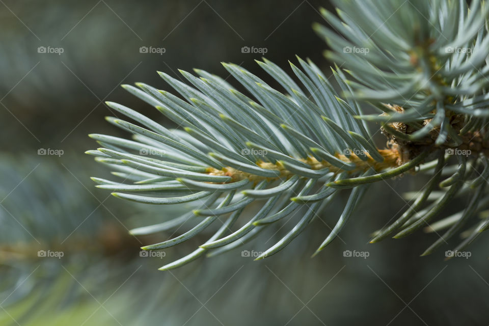Blue spruce branch Close-up. Background and Textures. White Spruce Needles