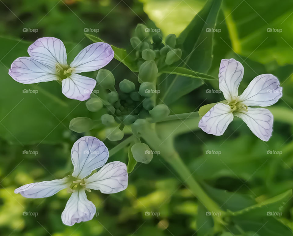 Macro flower with white Petals on green background.