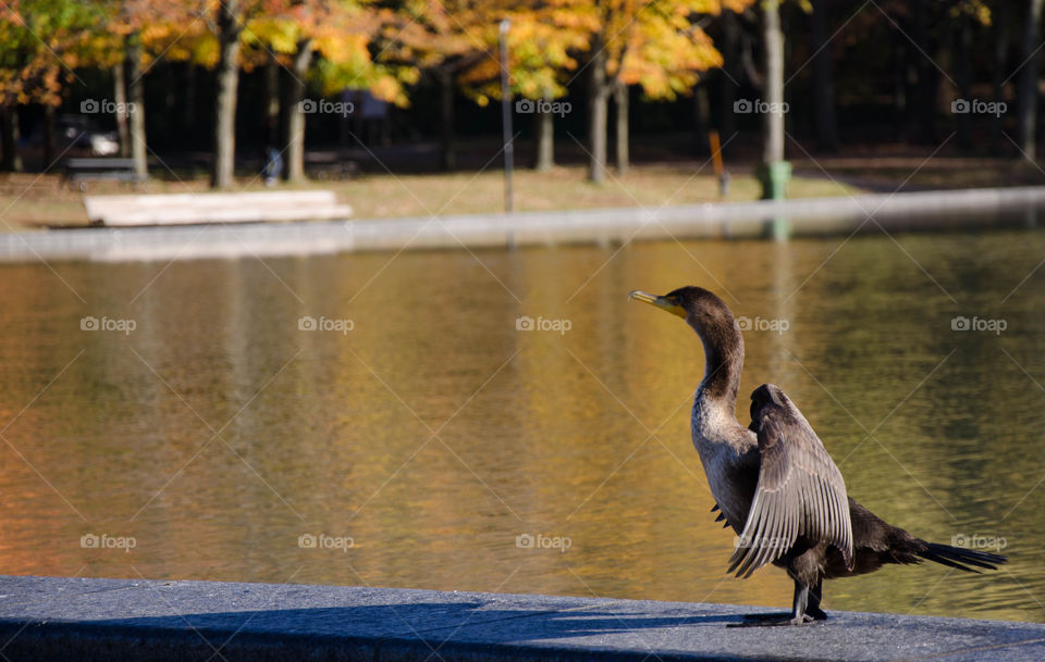 A bird at the lake during autumn time 