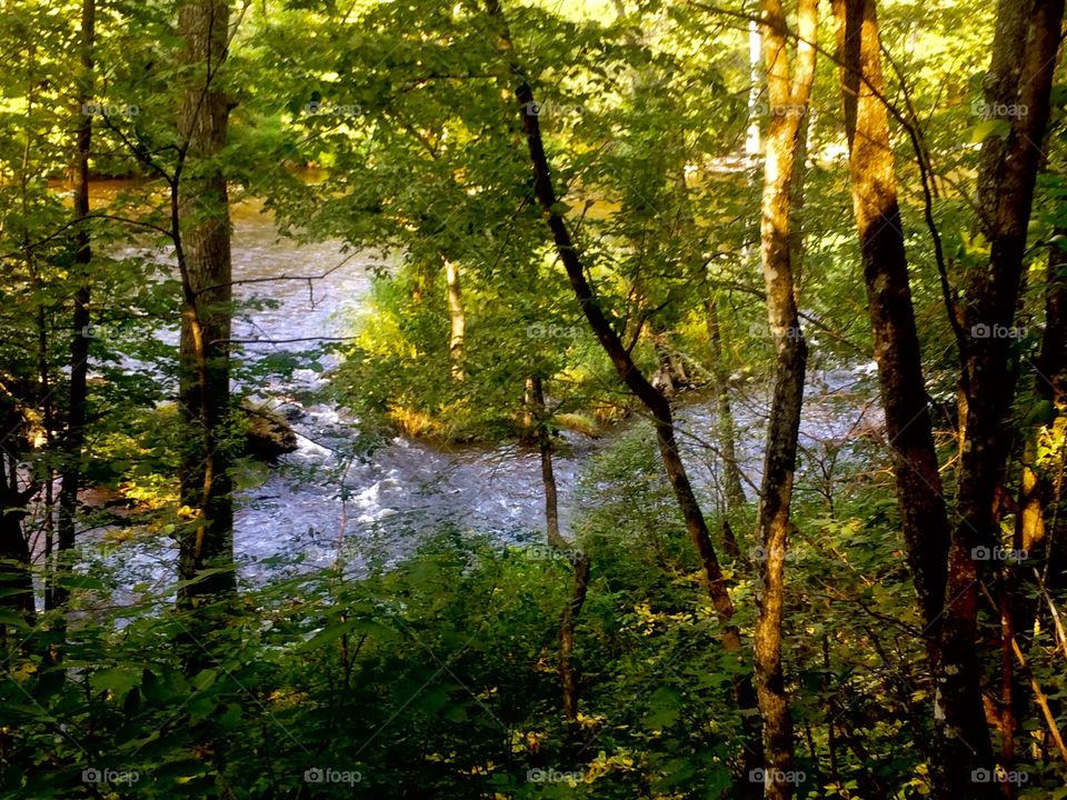 River running through the forest
