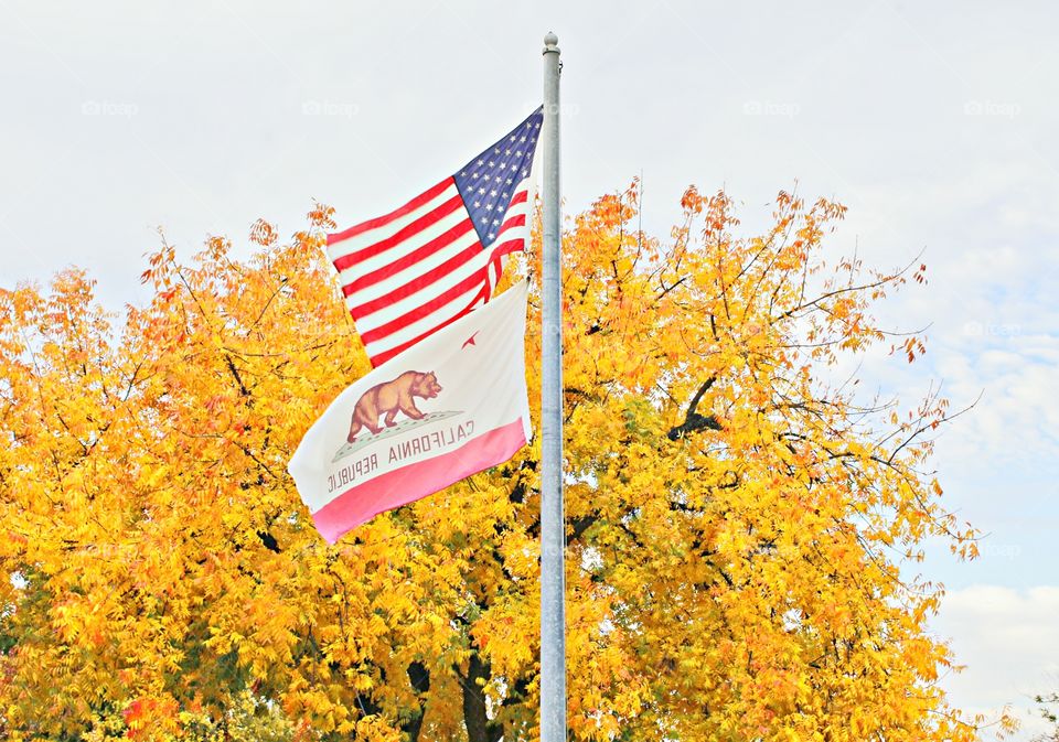 American flag. An American flag and the California flag flying high together.
