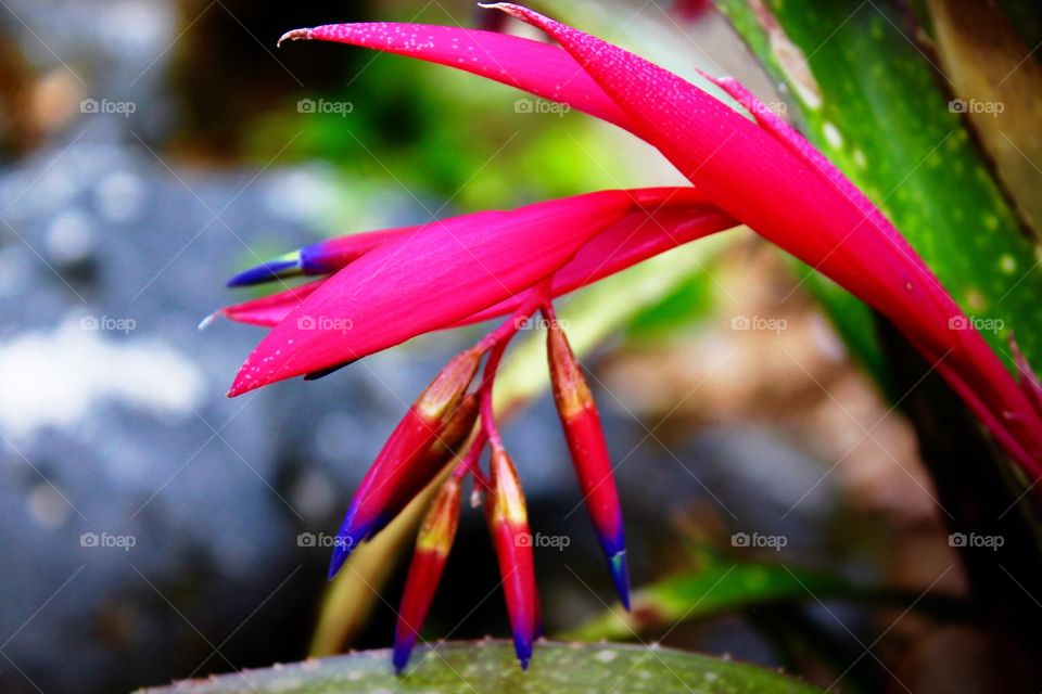 Striking winter bloom