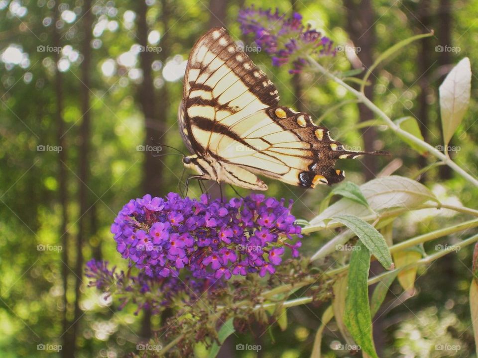 Close-up of butterfly on purple flower