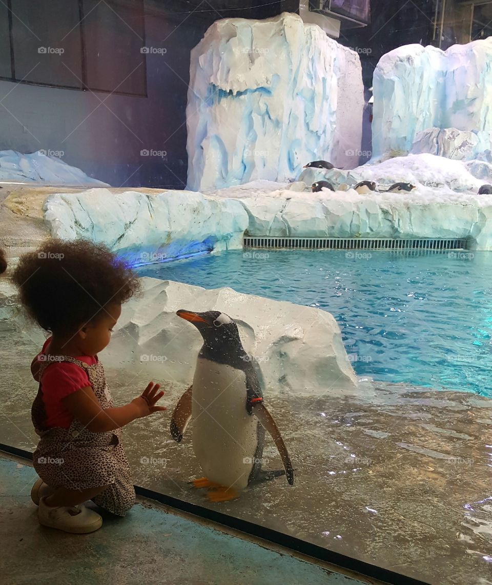 a penguin and a girl