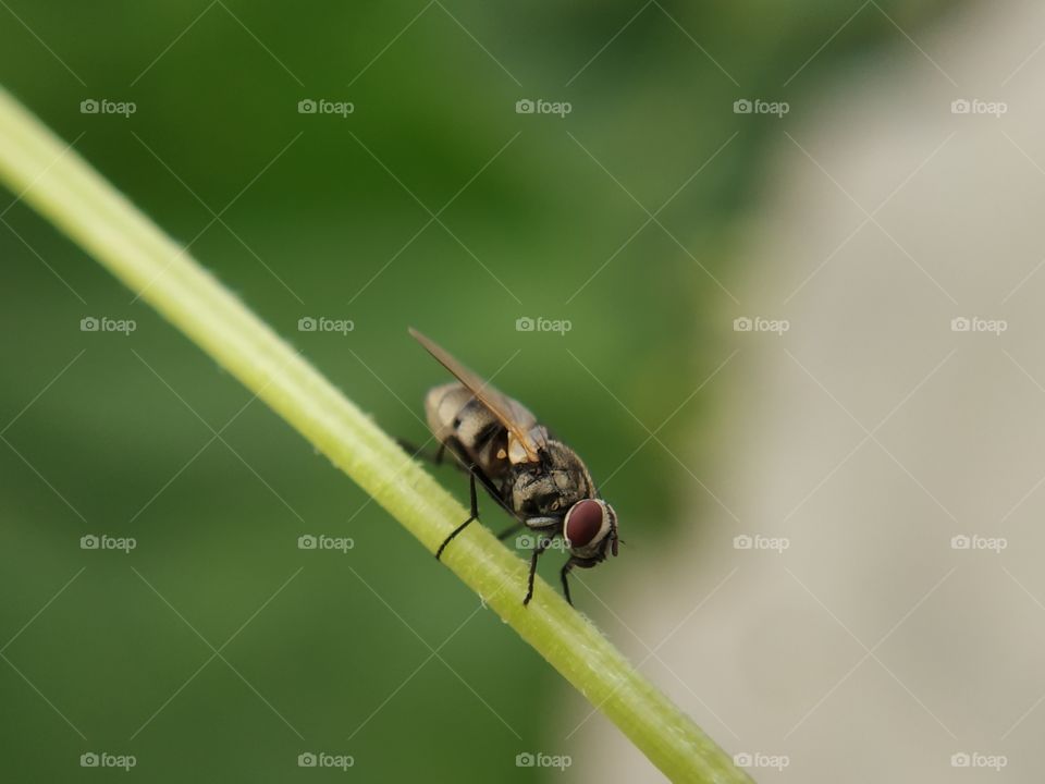 a fly sitting on a plant.