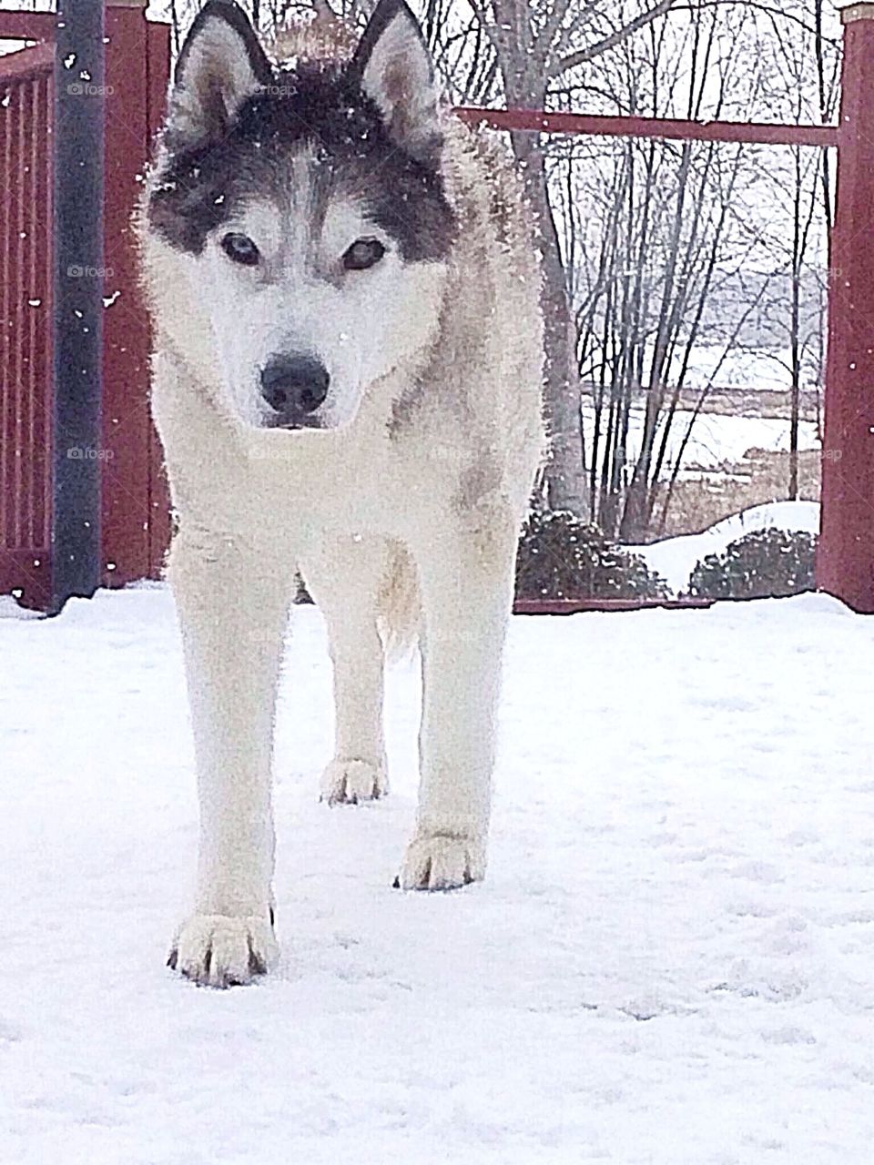 Incredible Husky Dogs