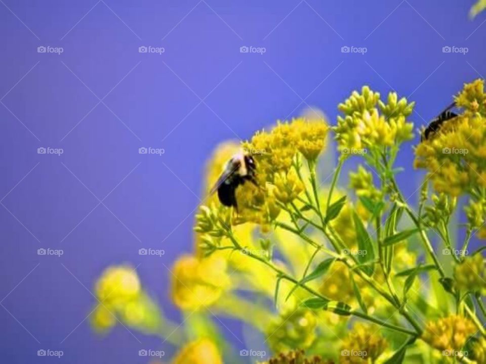 Pollenation