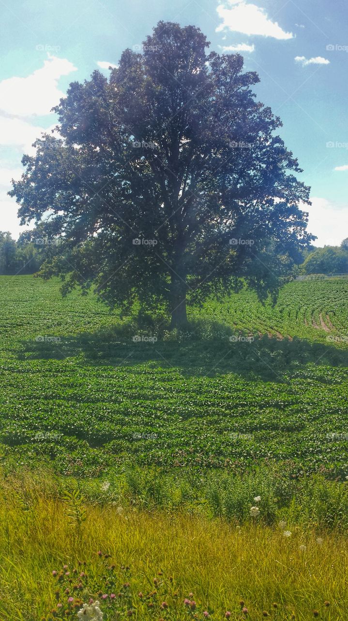 Tree in a Field. Idyllic Summer Day