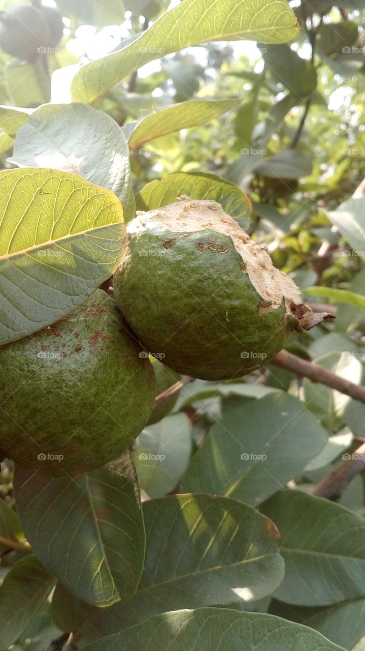 Guava Fruit Farm.