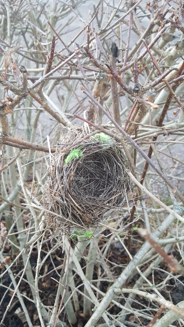 Birdsnest