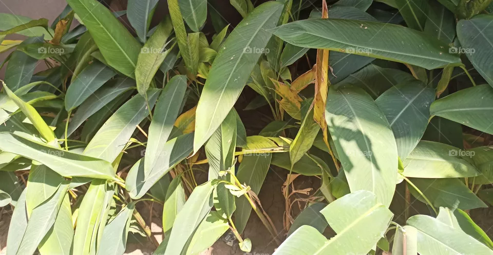 banana plants
