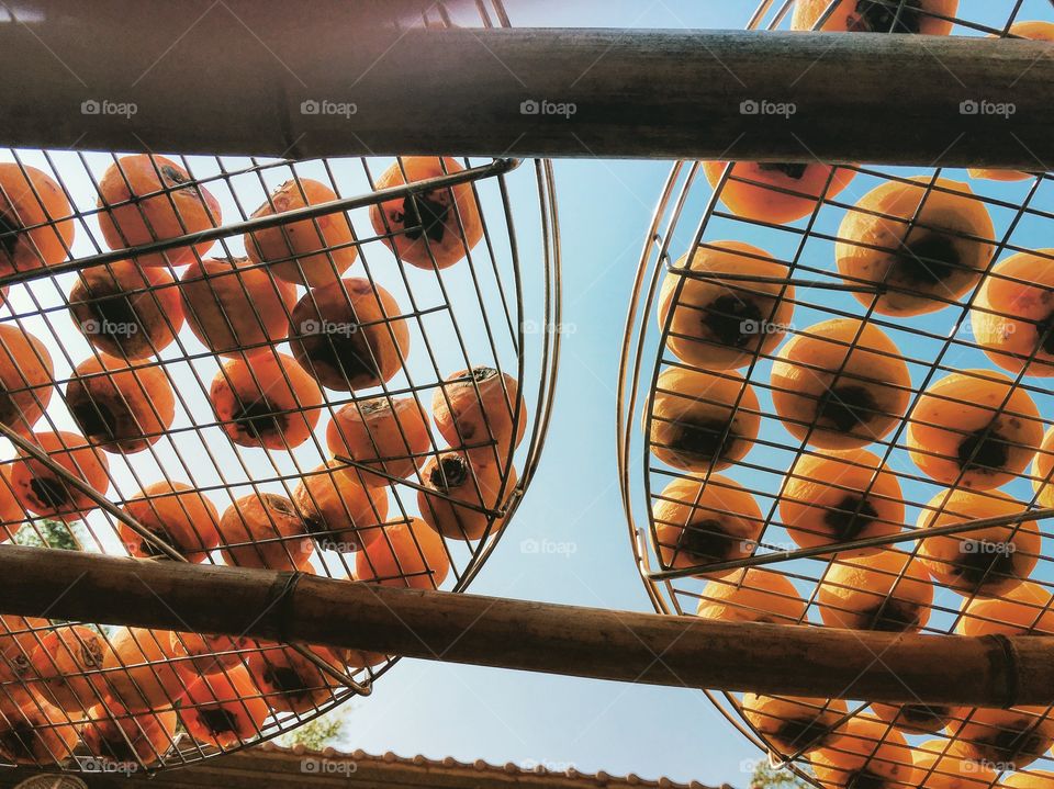 Drying persimmons under the sun in Hsinchu, Taiwan. Orchard makes a great place to take photos and enjoy how the fruit preservation process is done.
