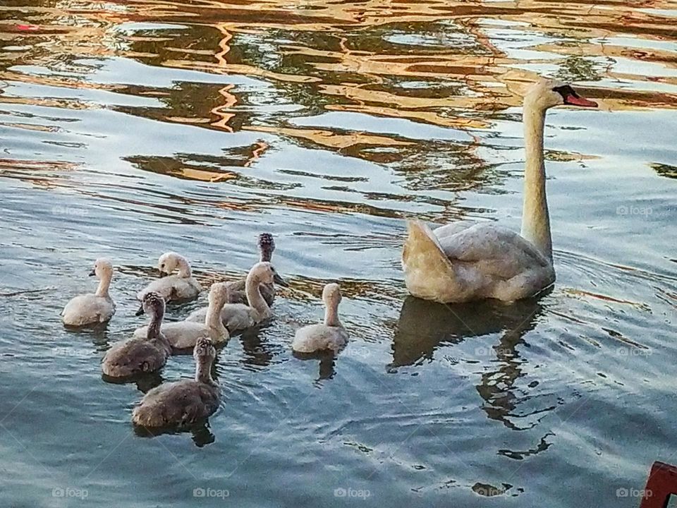 Swan and swans