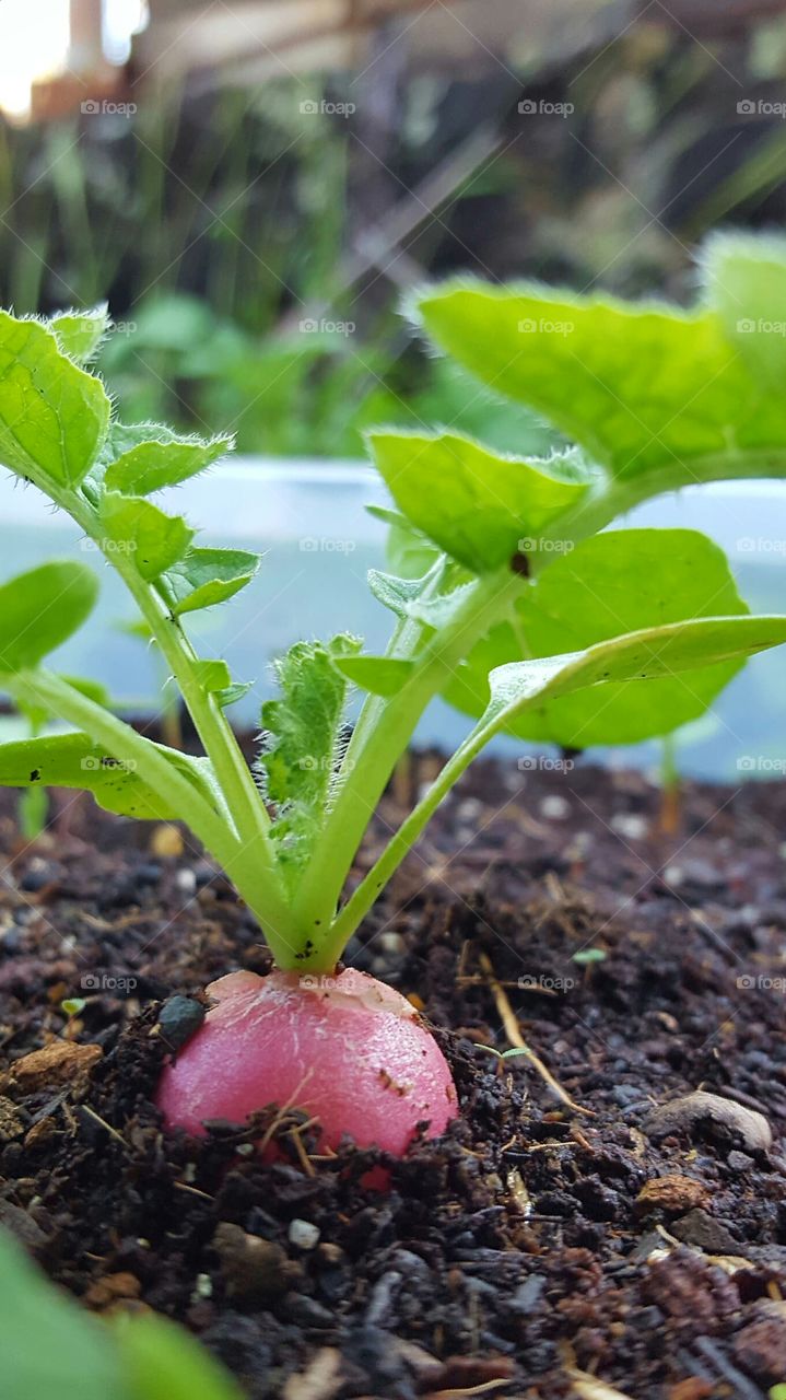 Radish in soil