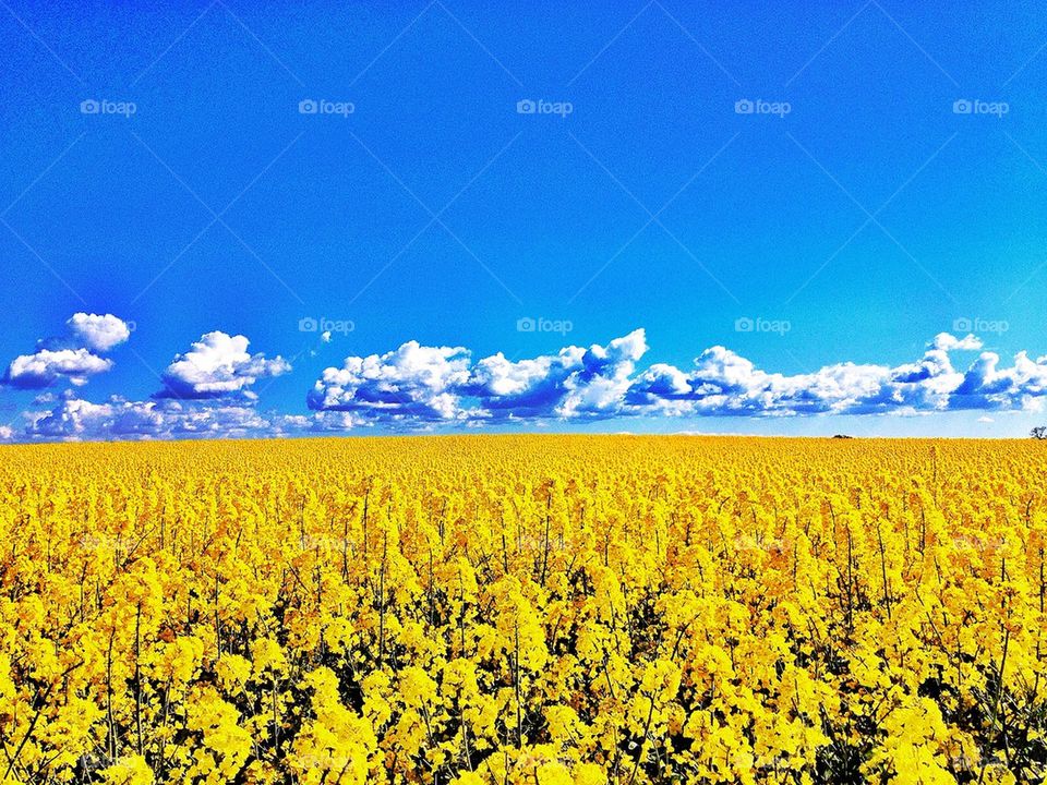 Rapeseed Fields