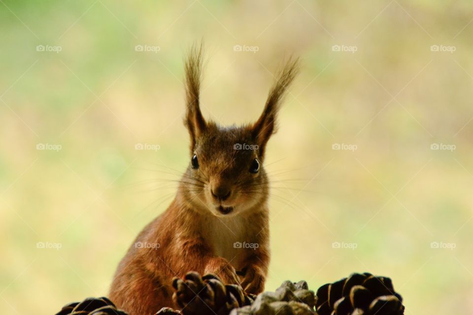 Portrait of squirrel