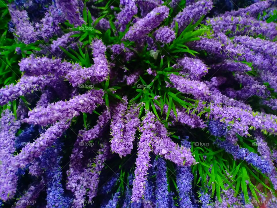 i purpleyou