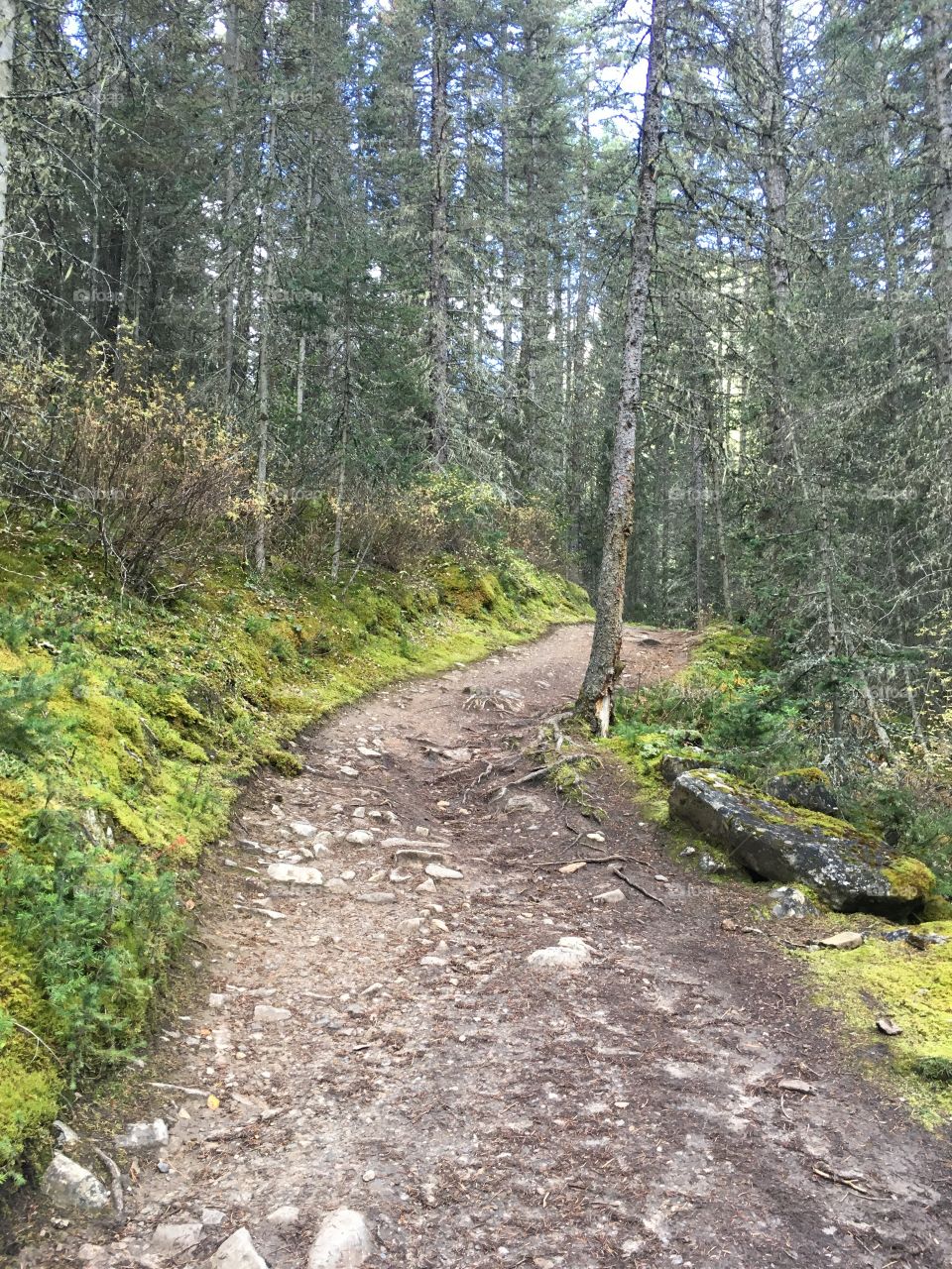 The forest near Banff