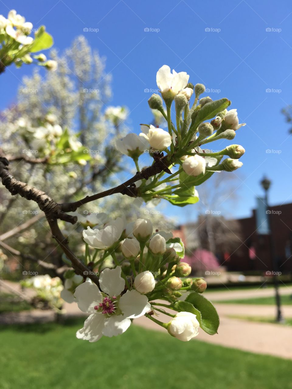 Blossoms on campus