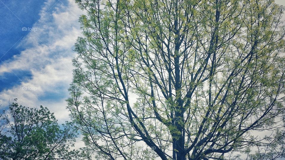 View of a tree against cloudy sky