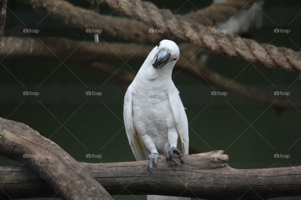 Cockatoo