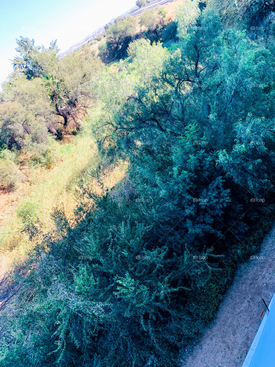 A green forest in a valley passing behind residential buildings in the city. It is dry now but holds water during summer.