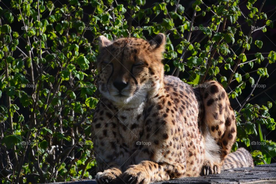 Leopard perched on a rock 