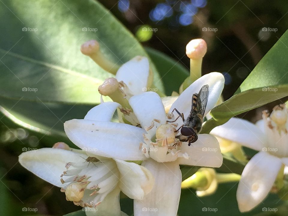 Bee gathering nectar from
Orange blossom in south Australia, torso has black and orange bands, translucent wings 