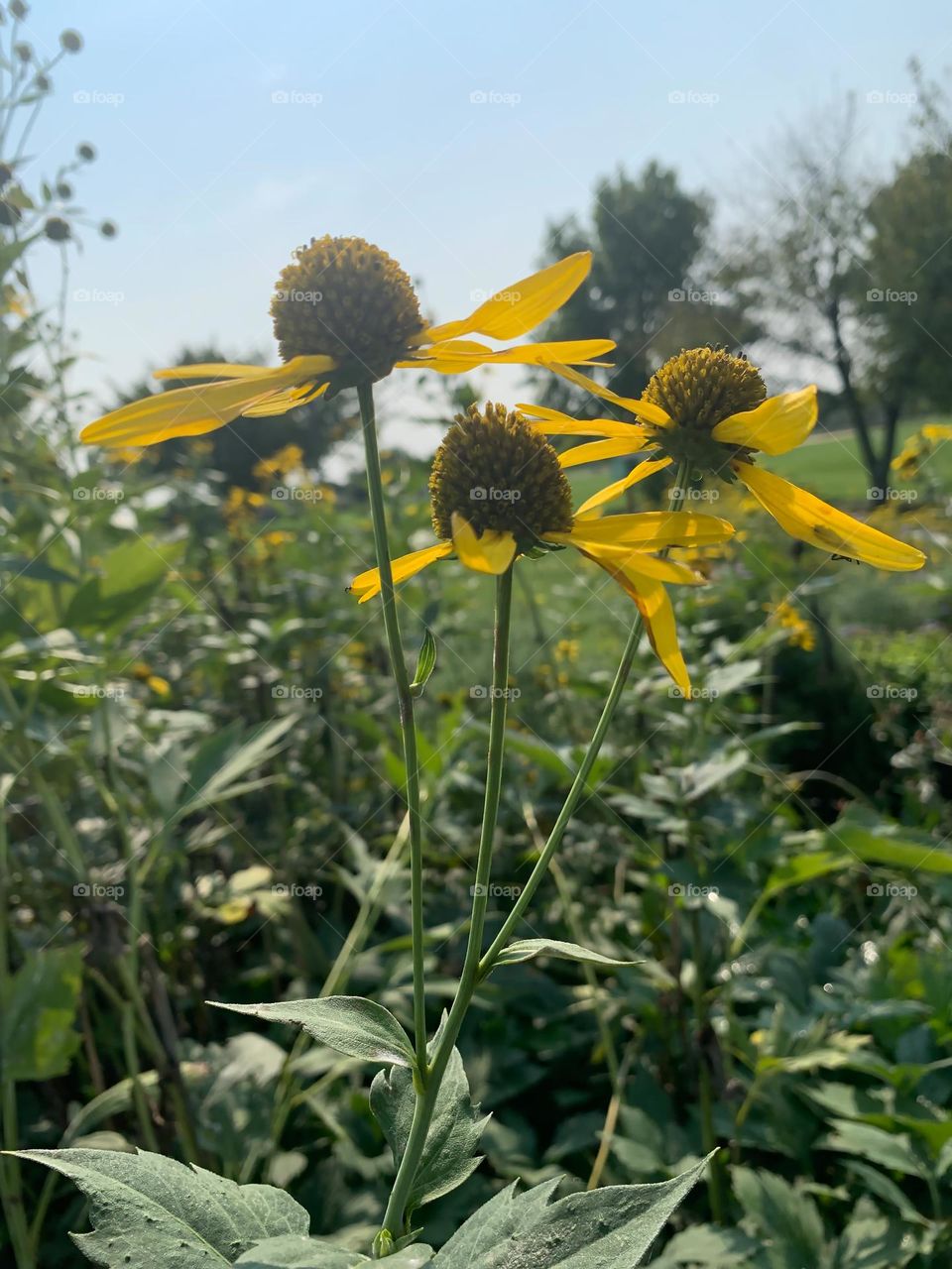 Three yellow flowers